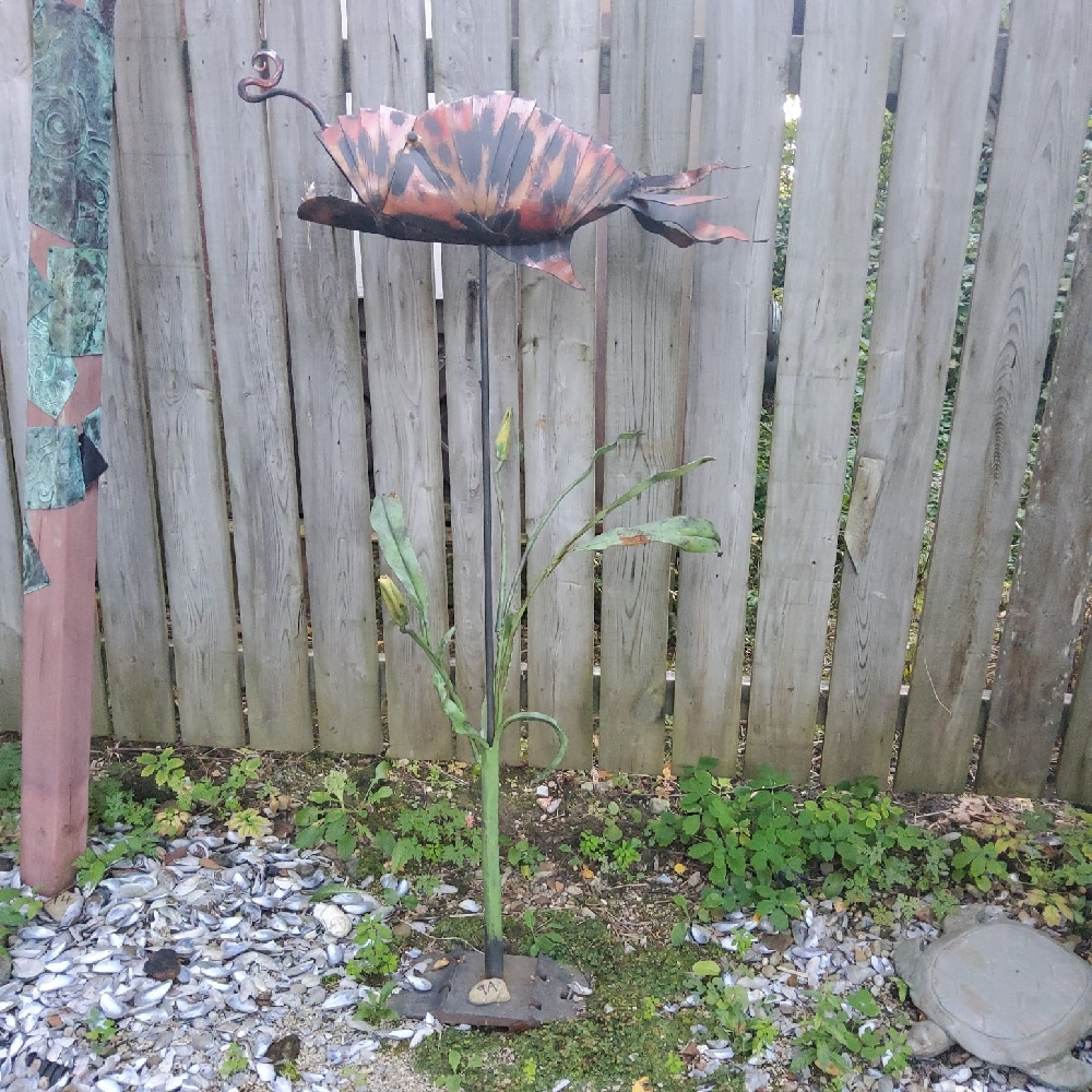 Dano Harris Metal fish sculpture - Local Colour Flesherton