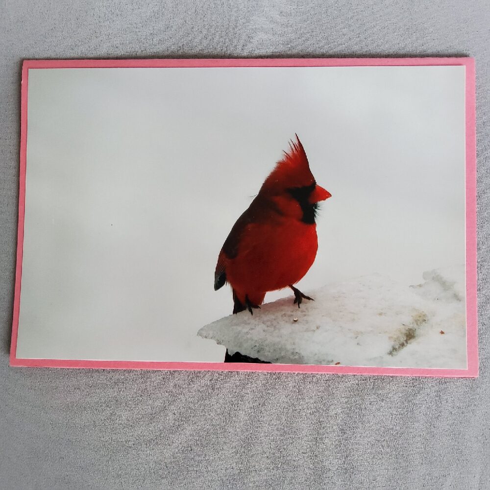 Cardinal Card by David Turner