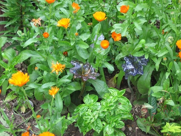 Glass flowers by Mike Kaplan among the flowers and herbs