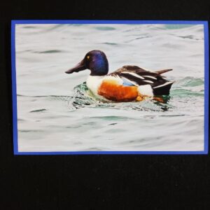David Turner Northern Shoveler 