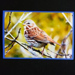 David Turner card Fox Sparrow