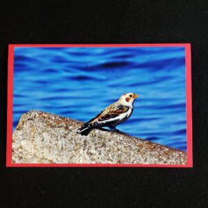 David Turner card Snow Bunting