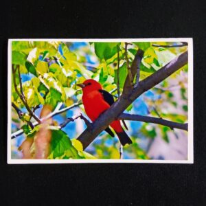 David Turner card Scarlet Tanager 