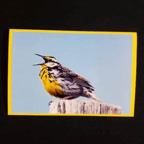 David Turner card Eastern Meadowlark