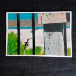 David Turner photo card. Red throated hummingbird