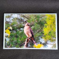 David Turner photo card. Red shouldered hawk