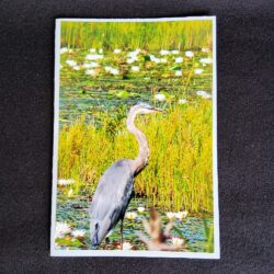 David Turner photo card great blue heron