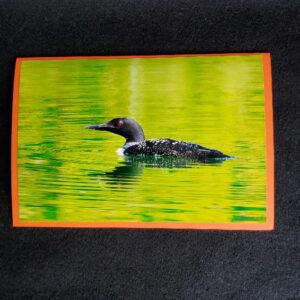 David Turner photo card common loon