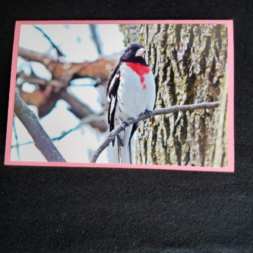 David Turner photo card. Rose Breasted Grosbeak