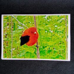 David Turner photo card. Scarlet Tanager