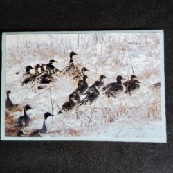 David Turner photo card. Northern pintail