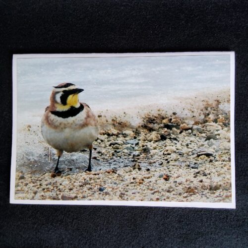 David Turner photo card. Horned lark