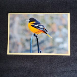 David Turner photo card. Baltimore oriole 