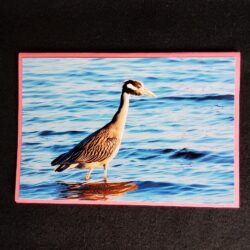 David Turner photo card. Yellow Crowned Night Heron