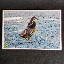 David Turner photo card. Ruffed Grouse