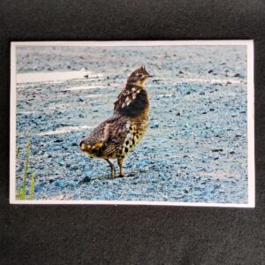 David Turner photo card. Ruffed Grouse