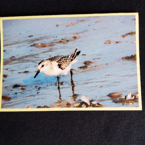 David Turner photo card. Sanderling