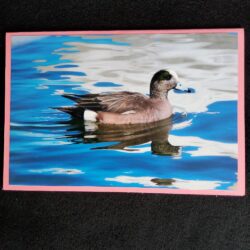 David Turner photo card. American Wigeon