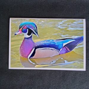 David Turner photo card. Wood Duck