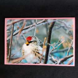 David Turner photo card. Common Redpoll